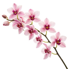 Fototapeta premium Pink orchid flower isolated on transparent background for beautiful decoration