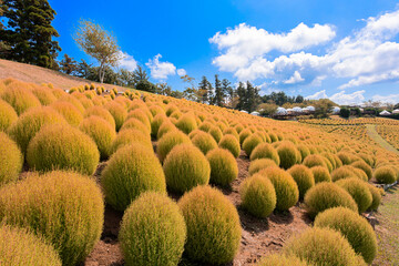 マザー牧場の丘に広がる黄金色のコキアと秋の青空