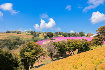 マザー牧場の丘に広がる黄金色のコキアと秋の青空