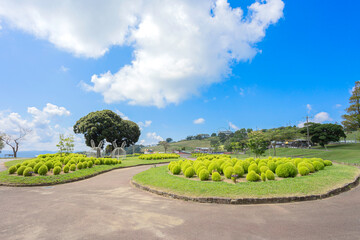 マザー牧場の青空とコキアが広がる風景