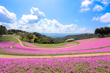 マザー牧場の丘に広がるペチュニアの花畑と青空