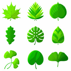 A collection of nine different green leaf illustrations, each showcasing a unique shape and vein pattern on a white background.