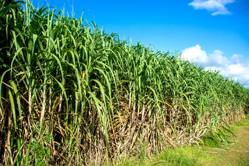 The sugar cane fields are lush with blue sky and clouds