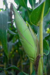 Sweet corn on tree in the cornfield at countryside of Thailand