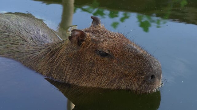 The capybara is the worlds largest rodent known for its calm friendly nature and love of water often seen relaxing near rivers and lakes