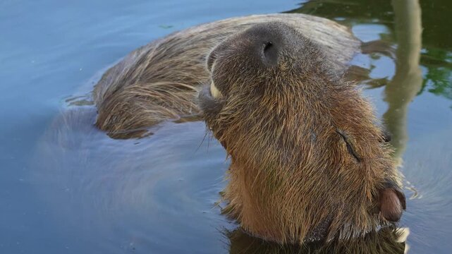 The capybara is the worlds largest rodent known for its calm friendly nature and love of water often seen relaxing near rivers and lakes