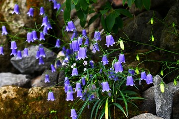 Adenophora takedae flowers. Campanulaceae deciduous perennial plants. They grow wild on rocky areas...