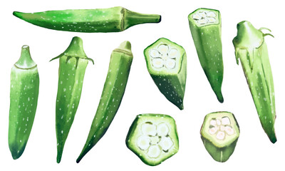 水彩で描いたオクラのイラスト素材セット