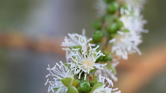 Apis mellifera scutellata known as the African honey bee is a highly adaptive and active pollinator valued for its productivity and resilience in warm climates