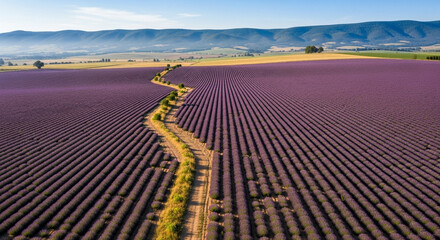 Aerial view of a lavender field with a dirt road cutting through, showcasing the beauty of nature and agricultural landscape under a clear sky