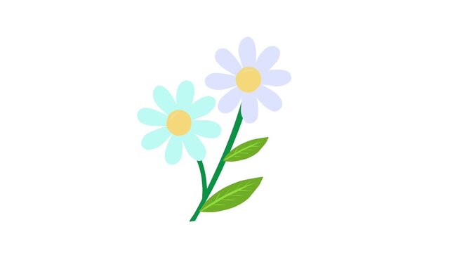 Blue Daisy Flowers Animation in Calm Natural Motion