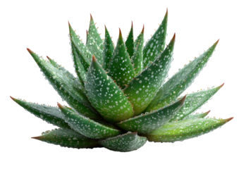 Green succulent with white spots and red tips, isolated on black