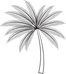 Obraz premium Black and white palm tree fronds and trunk illustration leaf