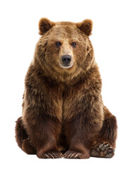 Majestic Bear Portrait: A solitary, imposing brown bear, its gaze intense and posture dignified, sits centered in the frame, a symbol of wilderness power and raw, untamed beauty.