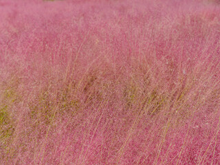 Pink muhly grass in sunlight