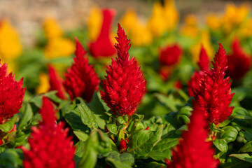 Red celosia flowers