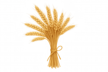 Bundle of golden wheat ears tied with twine, symbolizing agriculture, harvest, and food production on transparent background