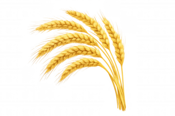 Golden wheat cereal crop growing, illustrating agriculture, bounty, and harvest season on transparent background