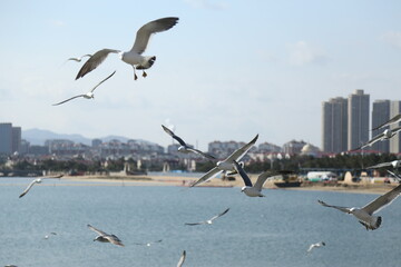 seagull in flight