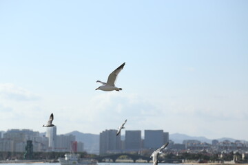 seagull in flight