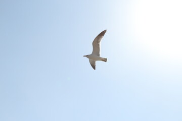 seagull flying in the sky
