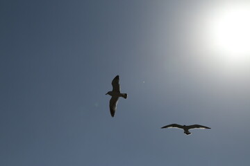 seagull flying in the sky