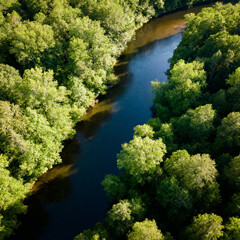 Fototapeta premium Aerial view of winding river through lush green forest, clear sunlight, natural texture, high-resolution landscape photography