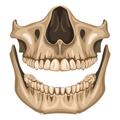 Anatomical view of the maxilla and nasal region of the human skull with teeth © firstcolor