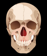 Obraz premium Realistic Illustration of a Human Skull with Nasal Cavity