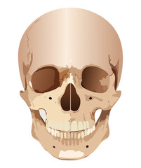 Detailed Anatomical Illustration of a Realistic Human Skull, Front View, for Medical Education
