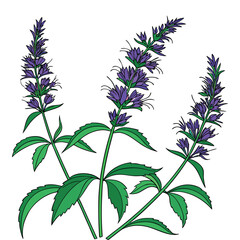 Aromatic Anise Hyssop Cluster Vector Art. Featuring Purple Flowers, Vibrant Green Foliage Against a Transparent Background.
