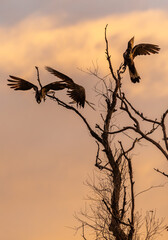 Carnaby's black cockatoos (zanda latirostris) taking flight from the top of a bare branch against a pink sunrise.