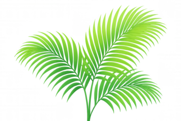 Palm fronds with green leaves creating a tropical botanical design element, transparent background for ease of use