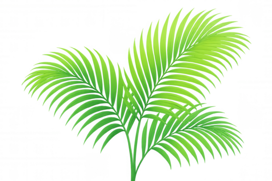 Palm fronds with green leaves creating a tropical botanical design element, transparent background for ease of use