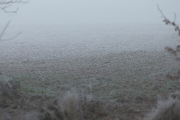 A misty and fogladen field stretches out, accompanied by trees that stand in the background on this...
