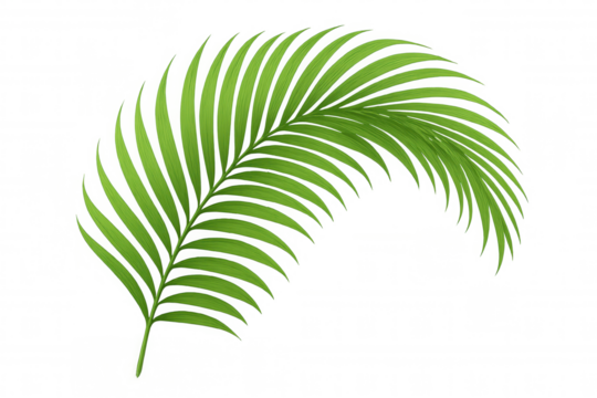 Green tropical palm frond illustration, botanical foliage element with curving leaf structure, transparent background