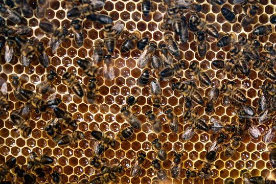 Beehive interior honey bees working on a honeycomb