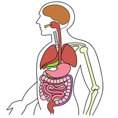 An image of the human digestive system vector design on a white background 