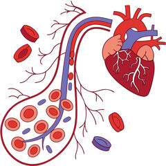 An image of the human circulatory system vector design on a white background 