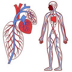 An image of the human circulatory system vector design on a white background 