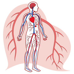 An image of the human circulatory system vector design on a white background 