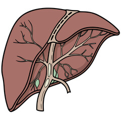 An image of the human liver vector design on a white background 