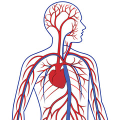 An image of the human circulatory system vector design on a white background 