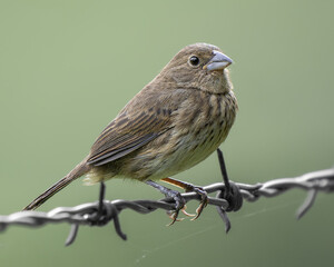Female Blue-black Grassquit (Volatinia jacarina) perched on barbed wire in rural Colombia, showing natural colors and soft background. Authentic tropical wildlife photography