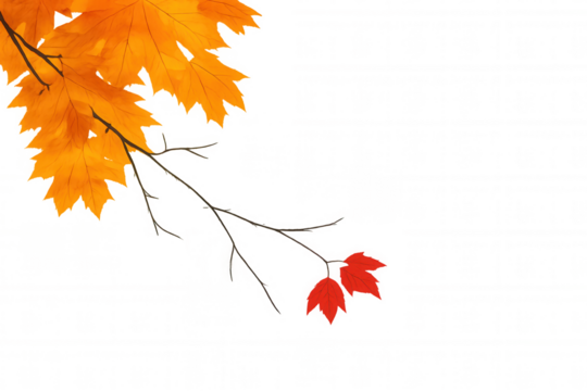 Autumn maple branch with orange and red leaves creating an inviting fall atmosphere, transparent background