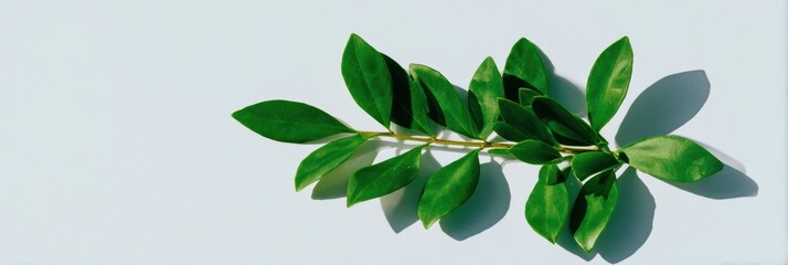 Premium lush boxwood sprig with rich foliage on minimal surface authentic natural detail for seasonal celebration marketing and floral arrangement promotion