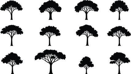 Set of acacia tree silhouettes, black tropical tree vector collection, isolated forest and savanna plant illustration for nature and design
