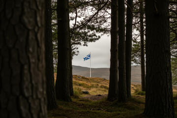 Obraz premium The Scottish flag, the Saltire, viewed through a pine forest in the highlands. National symbol of Scotland in a rugged natural landscape