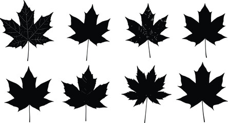 Collection of maple leaf silhouettes isolated on white background, detailed leaf shapes, natural botanical vector illustration for design and decoration