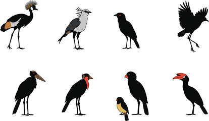 Collection of exotic African birds illustration, colorful wild bird species set, tropical wildlife drawing, rare animal diversity design for education